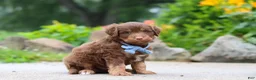Mini Aussiedoodle dogs for sale: Tucker - Ad 3