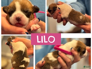 Welsh Corgi Pembroke dogs Lilo - hot pink - Ad 18