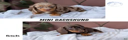 Miniature Dachshund dogs for sale: Xander - Ad 11