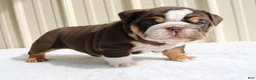 English Bulldog dogs for sale: Blaze - Ad 7