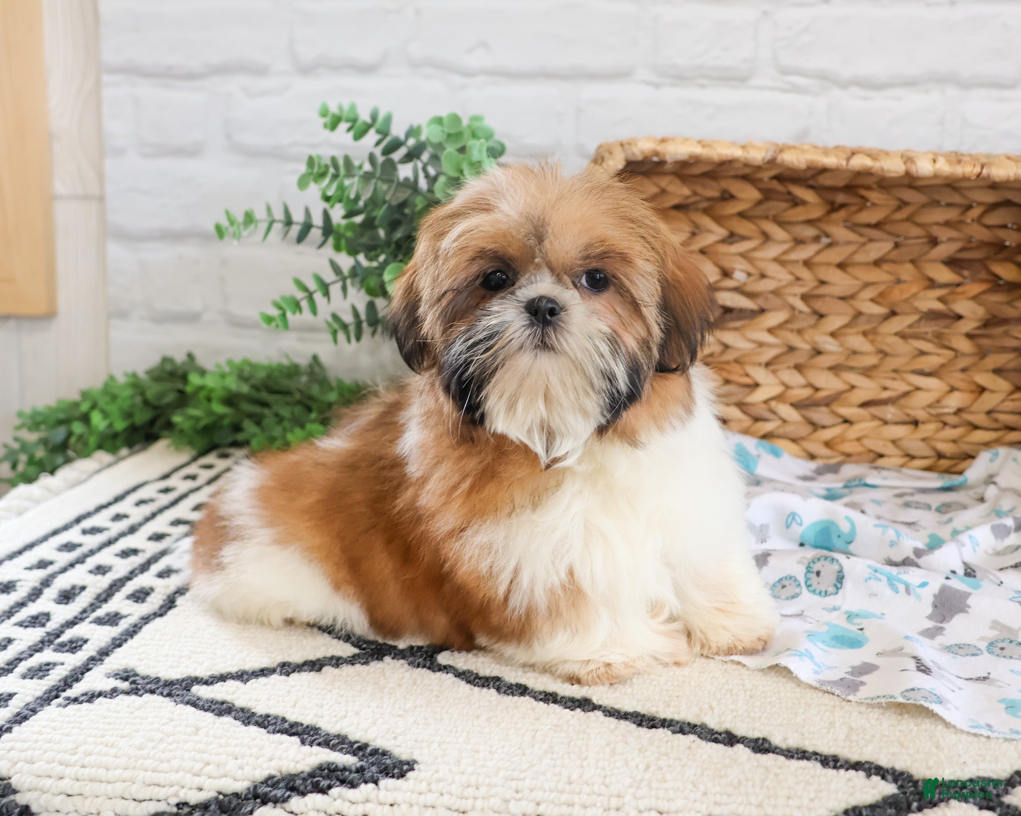 Shih Tzu dogs Theon  - Ad 27