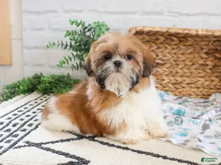 Shih Tzu dogs Theon - Ad 38
