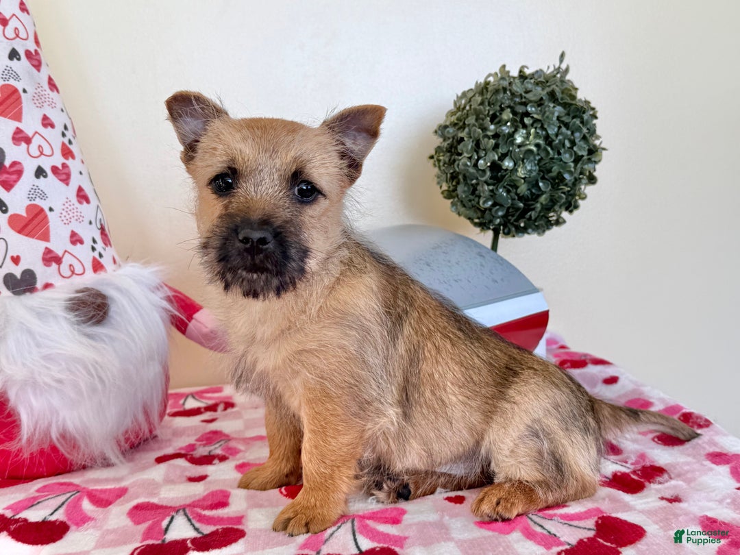 Cairn Terrier dogs for sale: Joy  - Ad 3