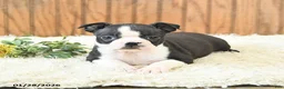 Boston Terrier dogs for sale: Marigold - Ad 4