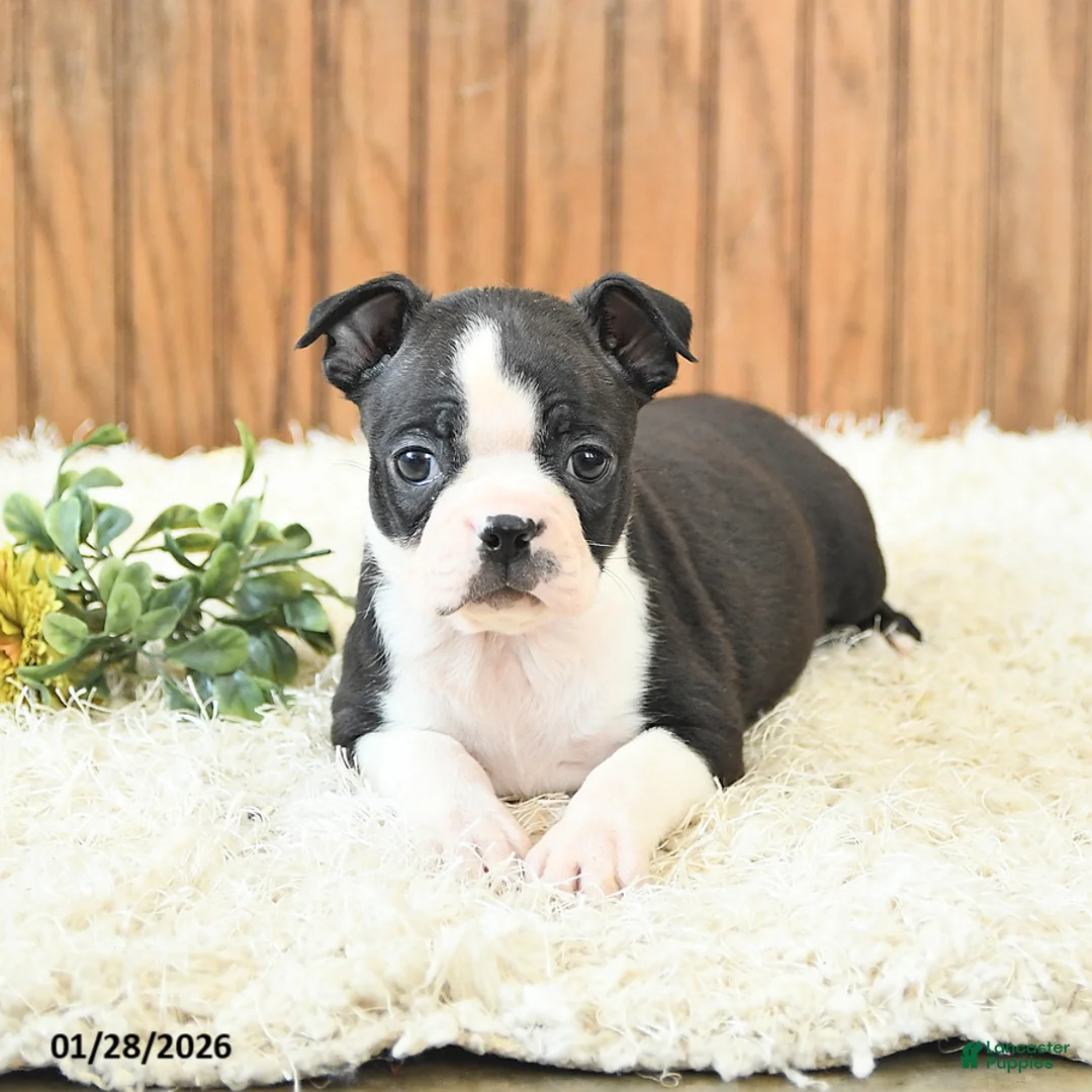 Boston Terrier dogs for sale: Marigold - Ad 4