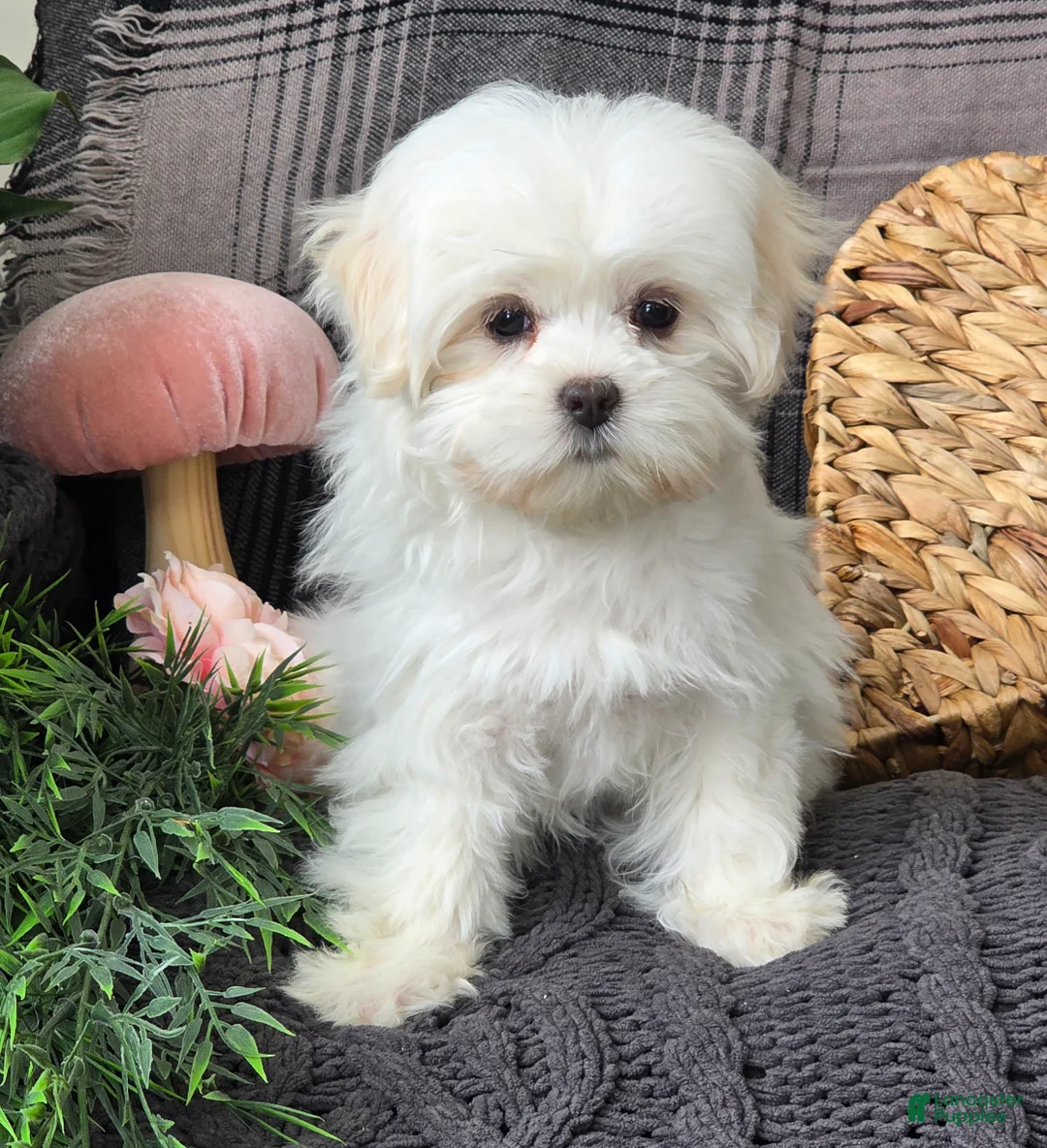 Maltese dogs for sale: Sky - Ad 4