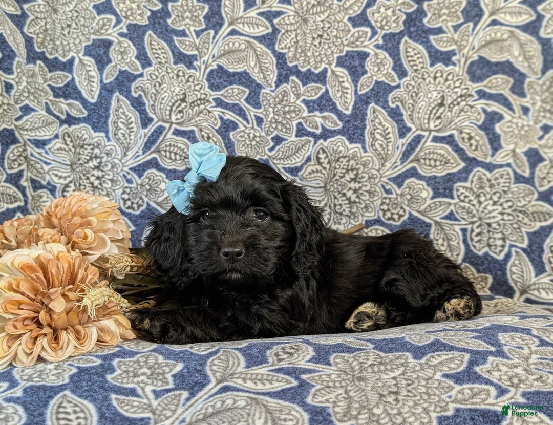 Mixed Breed dogs for sale: Athena - Ad 5