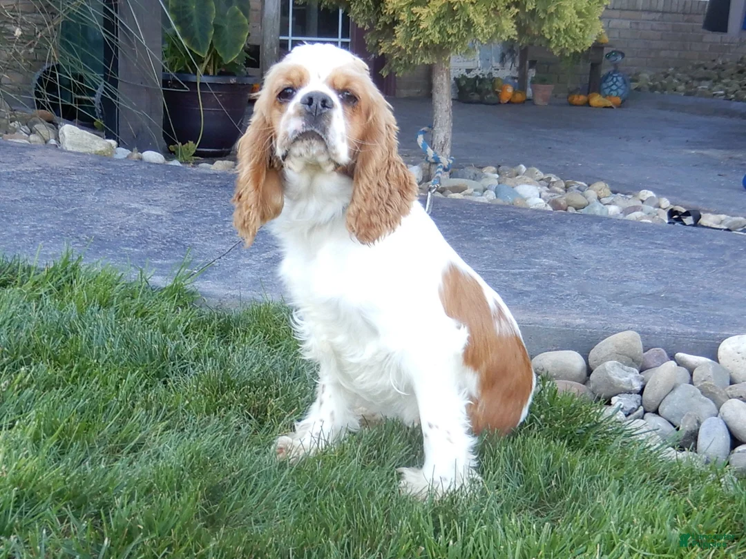 Cockapoo dogs for sale: Luka - Ad 6