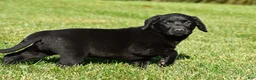 Labrador Retriever dogs for sale: Luna - Ad 12