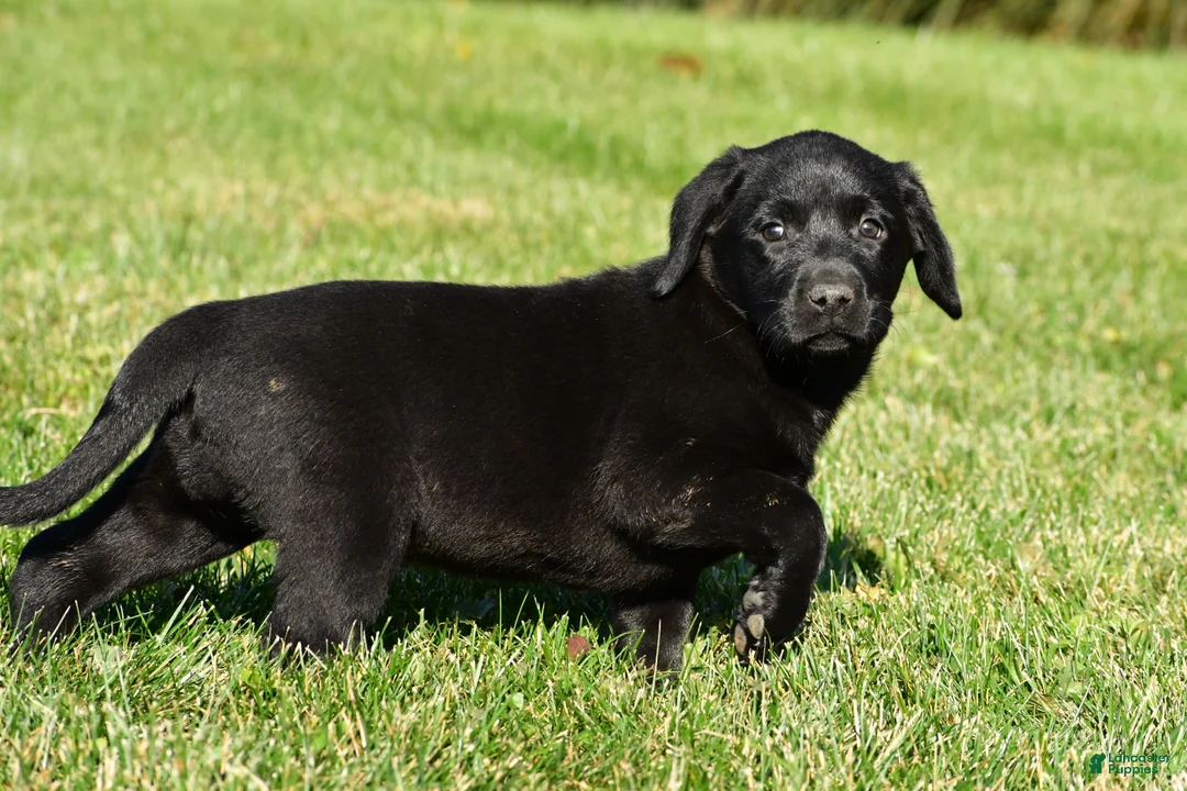 Labrador Retriever dogs for sale: Luna - Ad 12