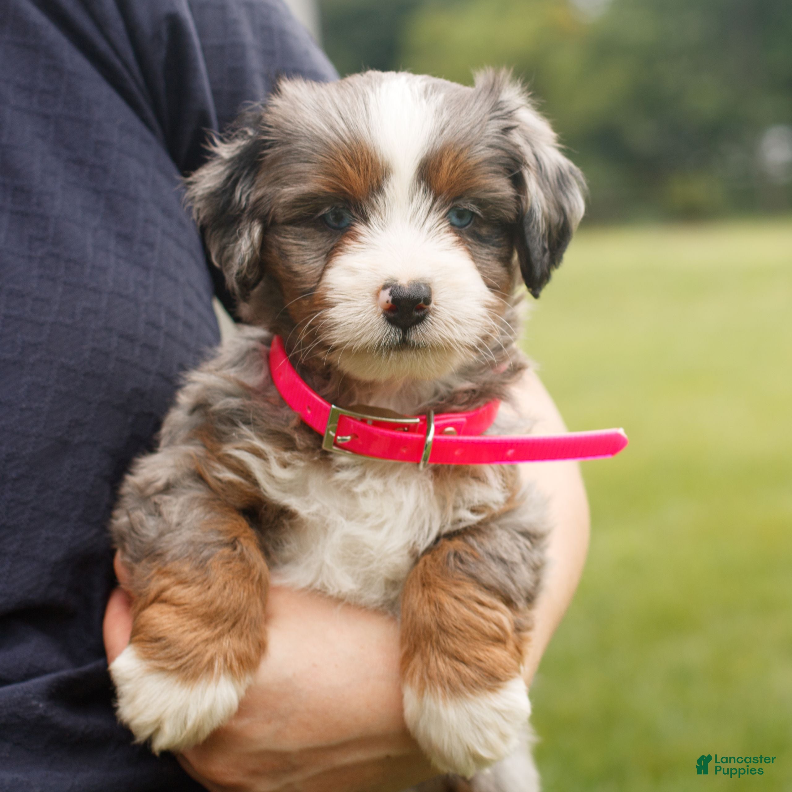 Mini Bernedoodle dogs Christy  - Ad 2