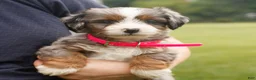 Mini Bernedoodle dogs for sale: Christy  - Ad 2