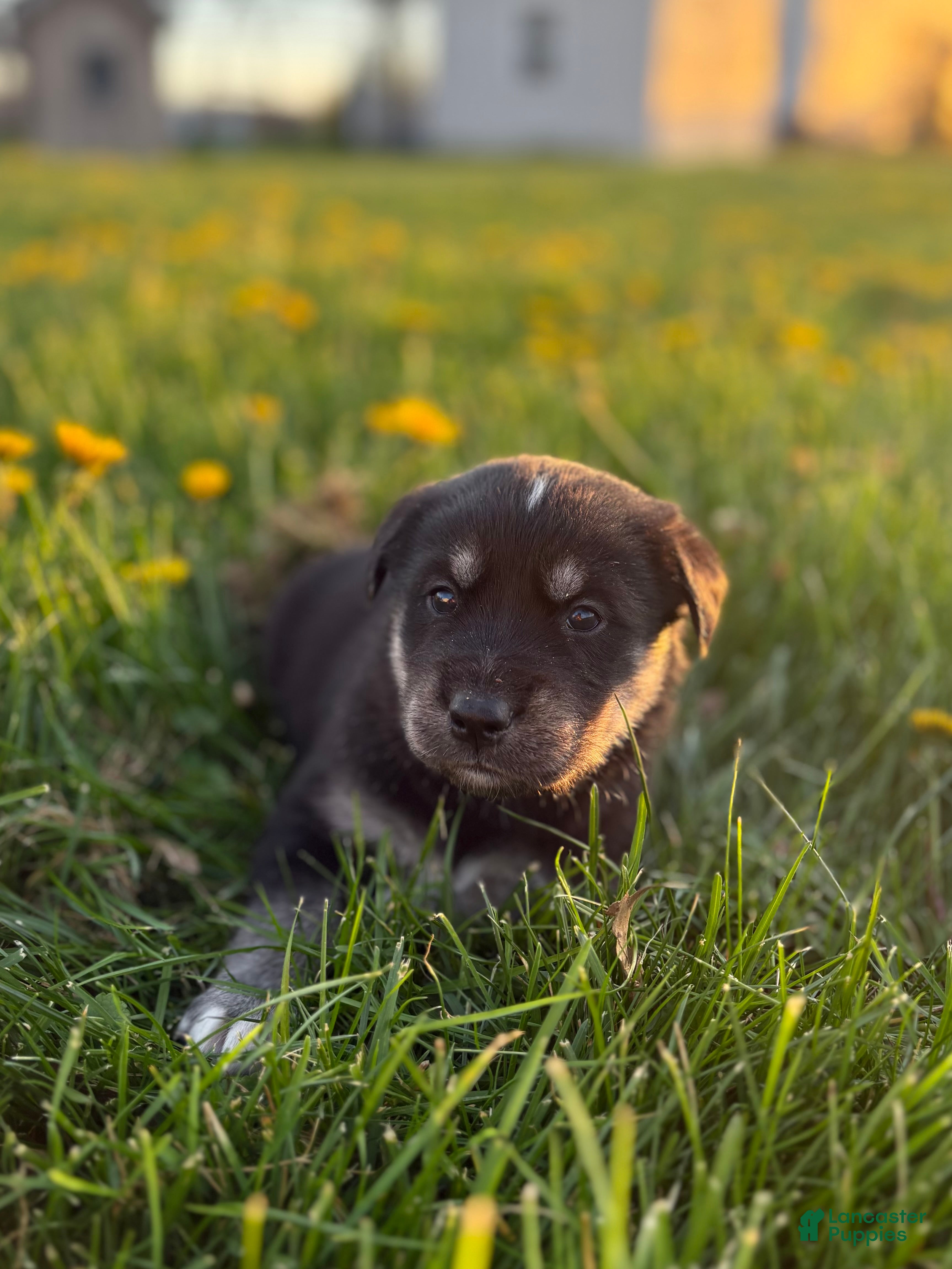 Goberian dogs Hank - Ad 6