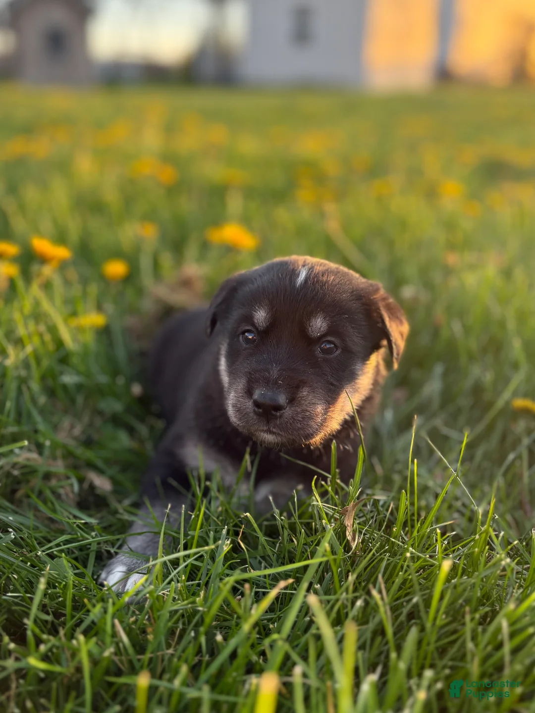 Goberian dogs for sale: Hank - Ad 1