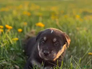 Goberian dogs Hank - Ad 10