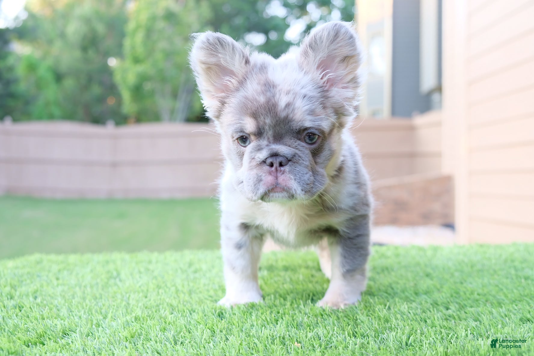 French Bulldog dogs for sale: French Bulldog Puppy 1 - Ad 4