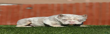 American Bully Puppy 1