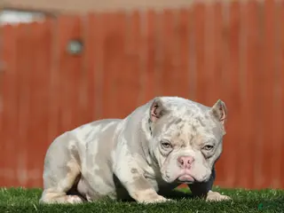 American Bully dogs American Bully Puppy 1 - Ad 3