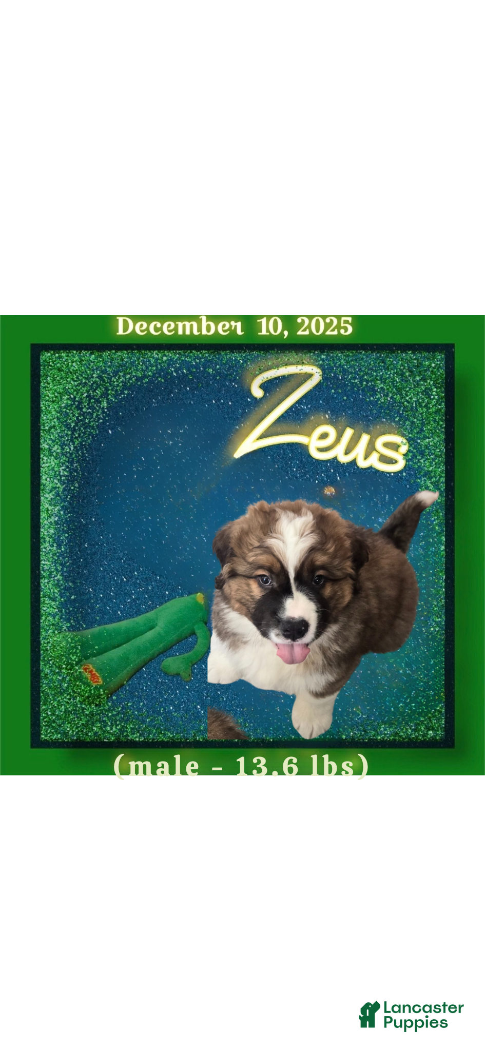 Mixed Breed dogs Zues - Ad 31