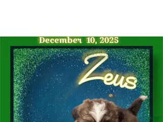 Mixed Breed dogs Zues - Ad 31