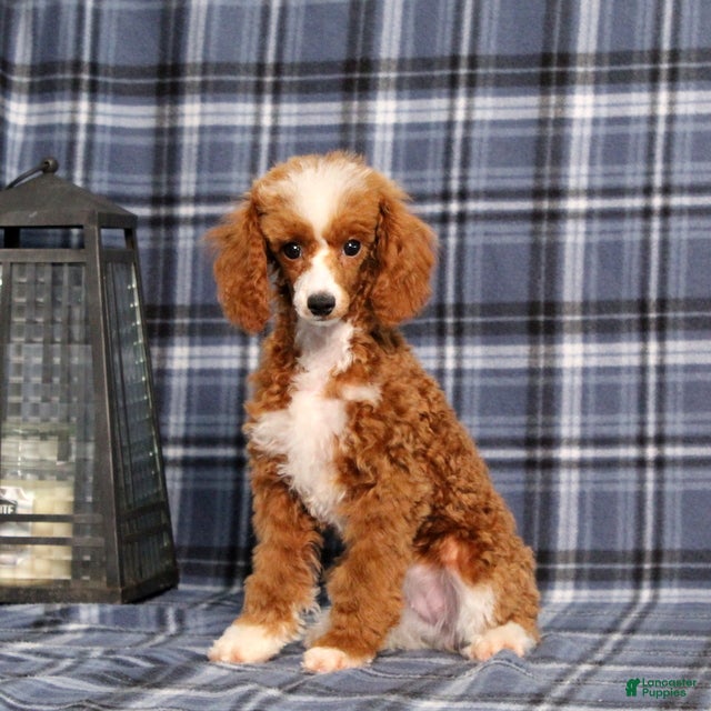 Miniature Poodle dogs for sale: Xoey (Irish Spotting) - Ad 1