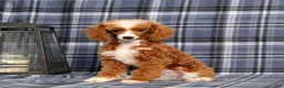 Miniature Poodle dogs for sale: Xoey (Irish Spotting) - Ad 1