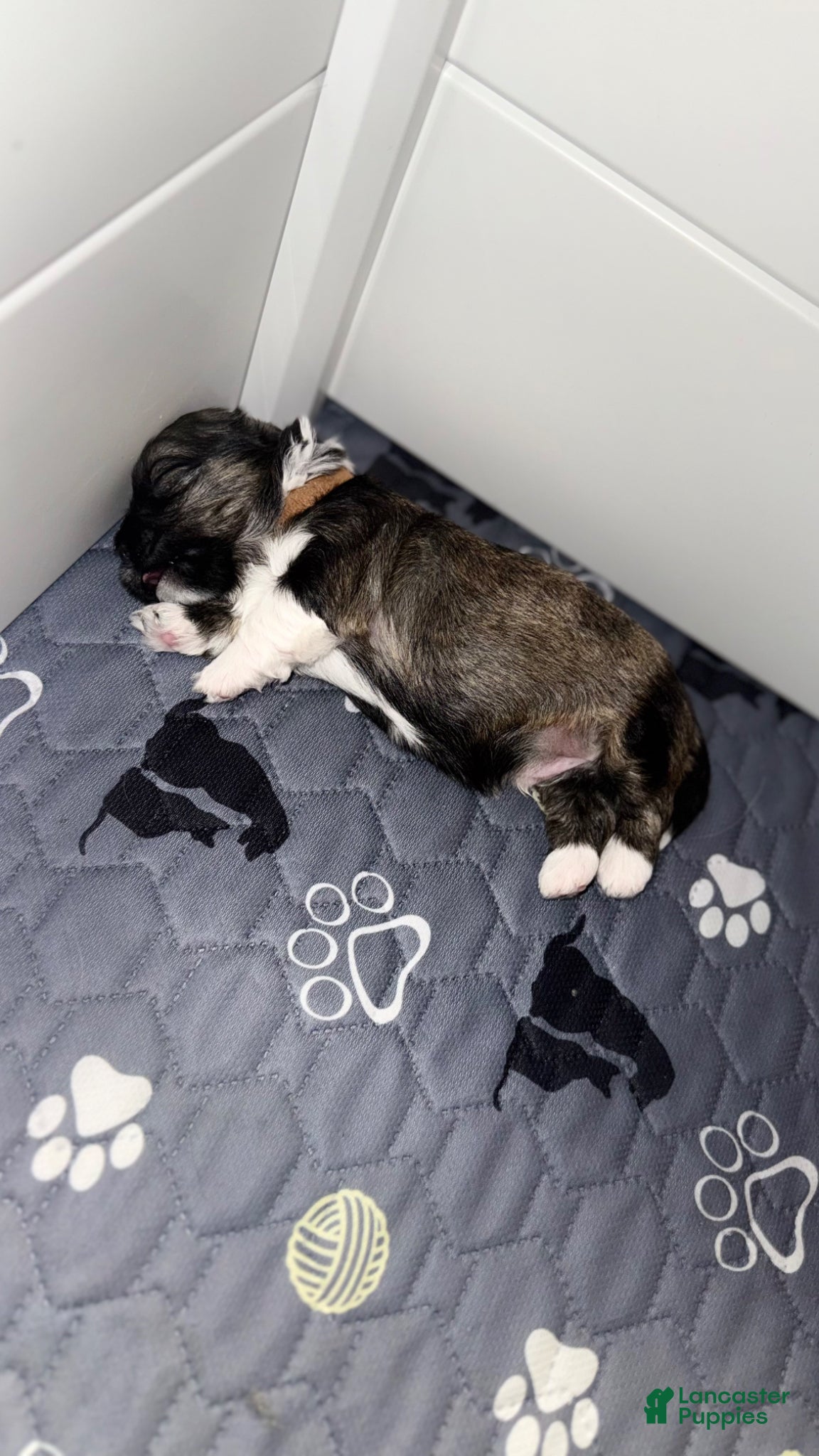 Mixed Breed dogs for sale: Chunks - Ad 3
