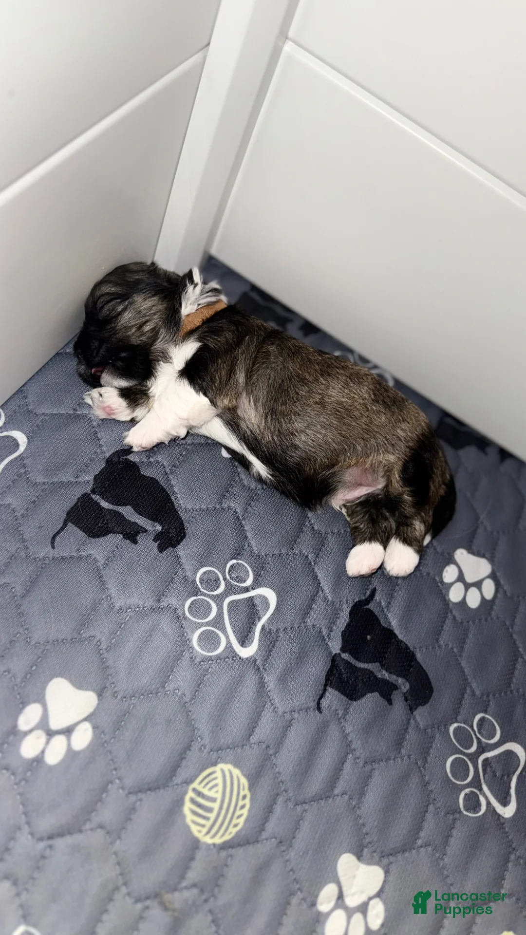 Mixed Breed dogs for sale: Chunks - Ad 1