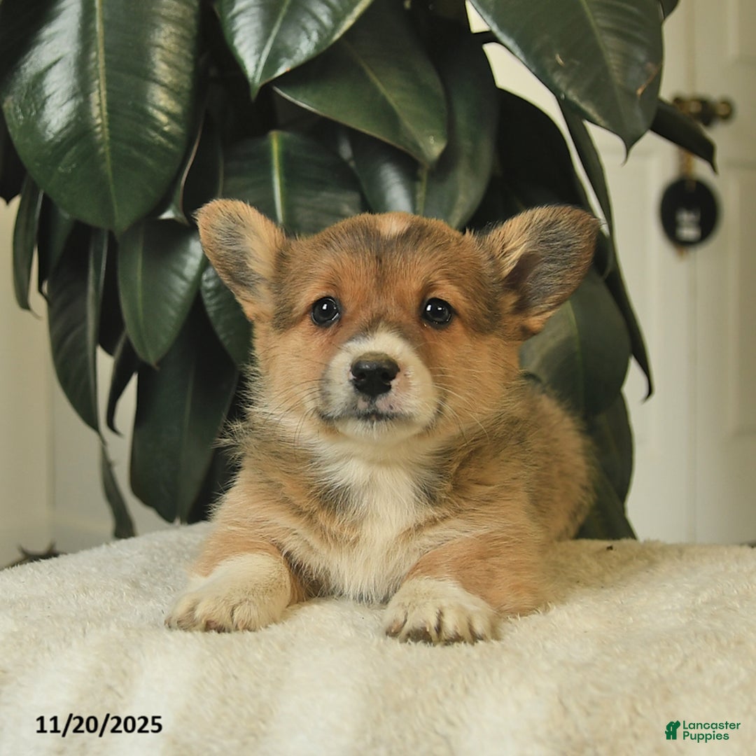 Welsh Corgi Pembroke dogs for sale: Callie  - Ad 4