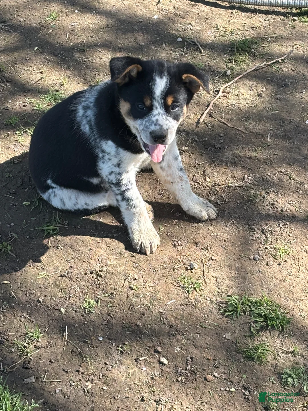 Mixed Breed dogs for sale: Mixed Breed Puppy 4 - Ad 1