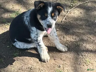 Mixed Breed dogs Mixed Breed Puppy 4 - Ad 41