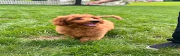 Mini Goldendoodle dogs for sale: Lola - Ad 4