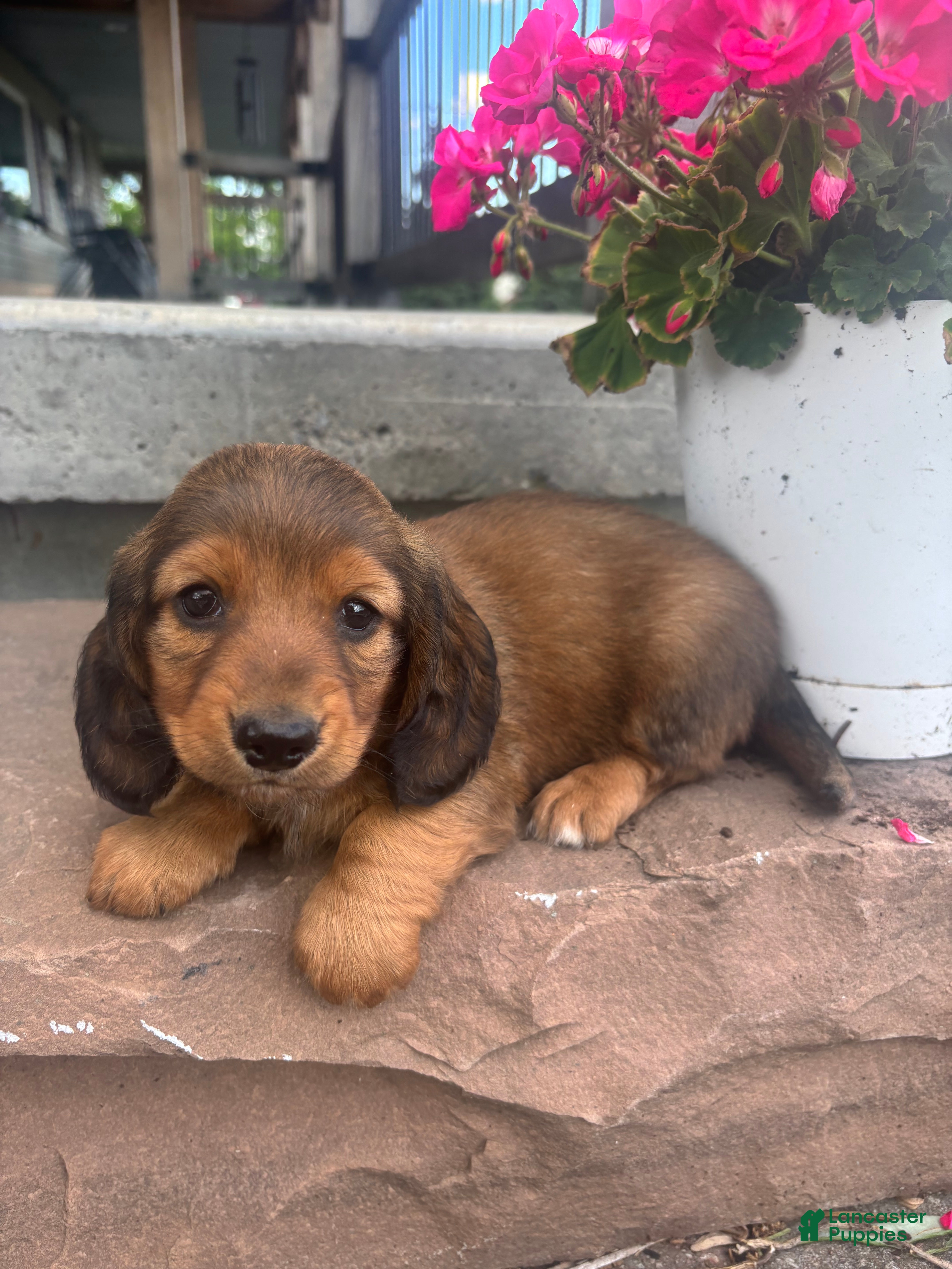 Miniature Dachshund dogs Blazer - Ad 1