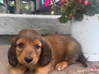 Miniature Dachshund dogs for sale: Blazer - Ad 2