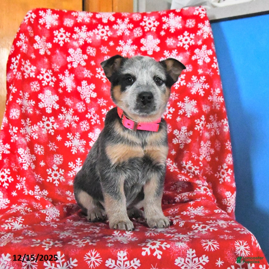 Australian Cattle Dog dogs Joy - Ad 32