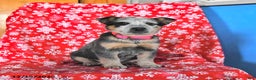 Australian Cattle Dog dogs for sale: Joy - Ad 1