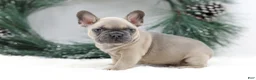 French Bulldog dogs for sale: Kallie - Ad 8