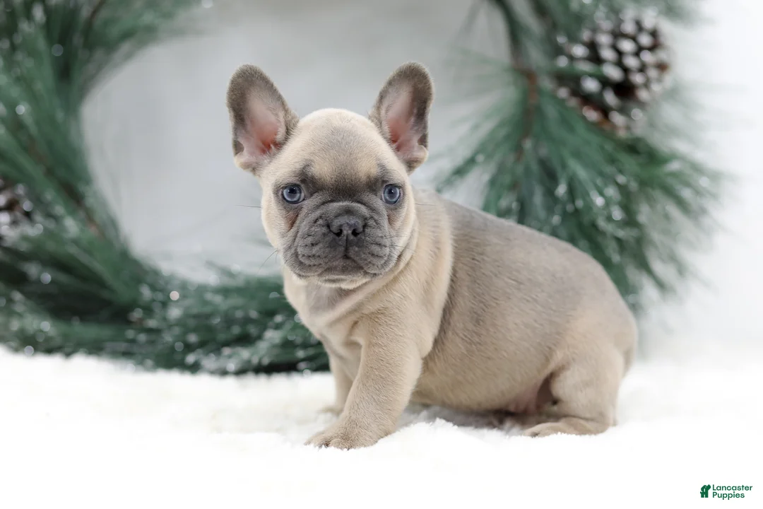 French Bulldog dogs for sale: Kallie - Ad 8