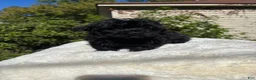 Yorkiepoo dogs for sale: Yorkiepoo 2 - Ad 2