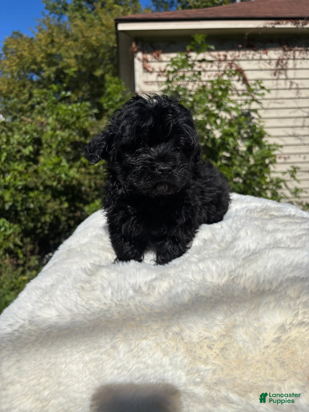 Yorkiepoo dogs for sale: Yorkiepoo 2 - Ad 2