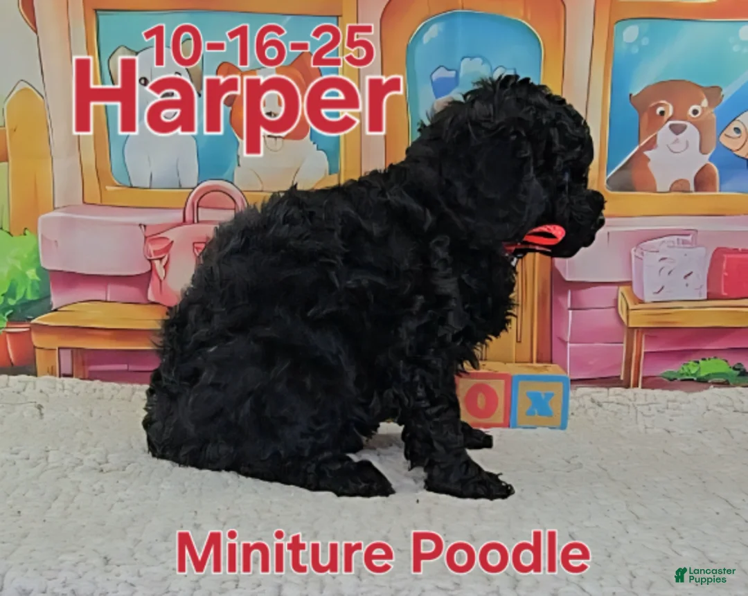 Toy Poodle dogs for sale: Harper - Ad 5