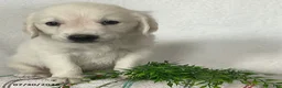 Golden Retriever dogs for sale: Chloe - Ad 3
