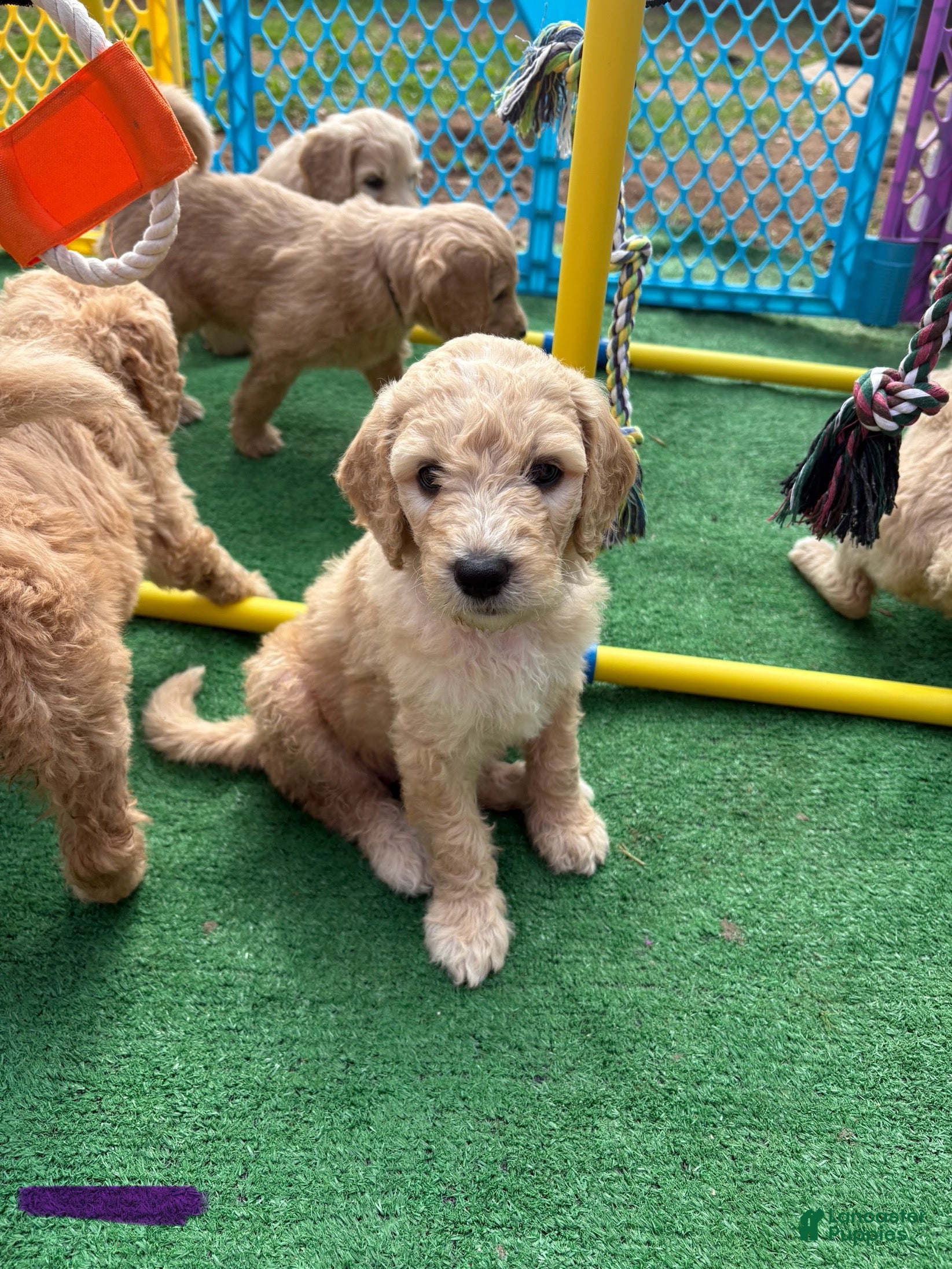 Goldendoodle dogs Goldendoodle Puppy 8 - Ad 8