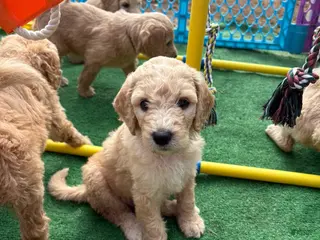 Goldendoodle dogs Goldendoodle Puppy 8 - Ad 8