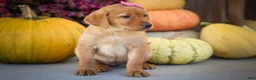 Labrador Retriever dogs for sale: NICKI - Ad 14