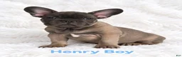 French Bulldog dogs for sale: French Bulldog Puppy Male Ready to Go AKC!!  - Ad 8