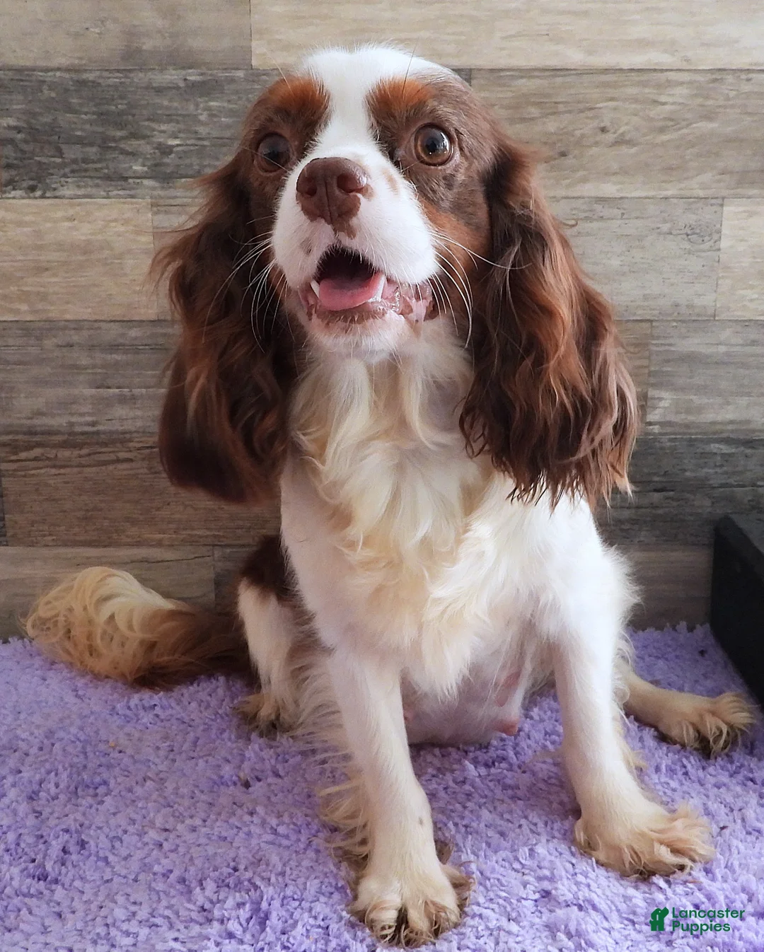 Cavapoo dogs for sale: Cavapoo #3 Female of Adeline - Ad 3