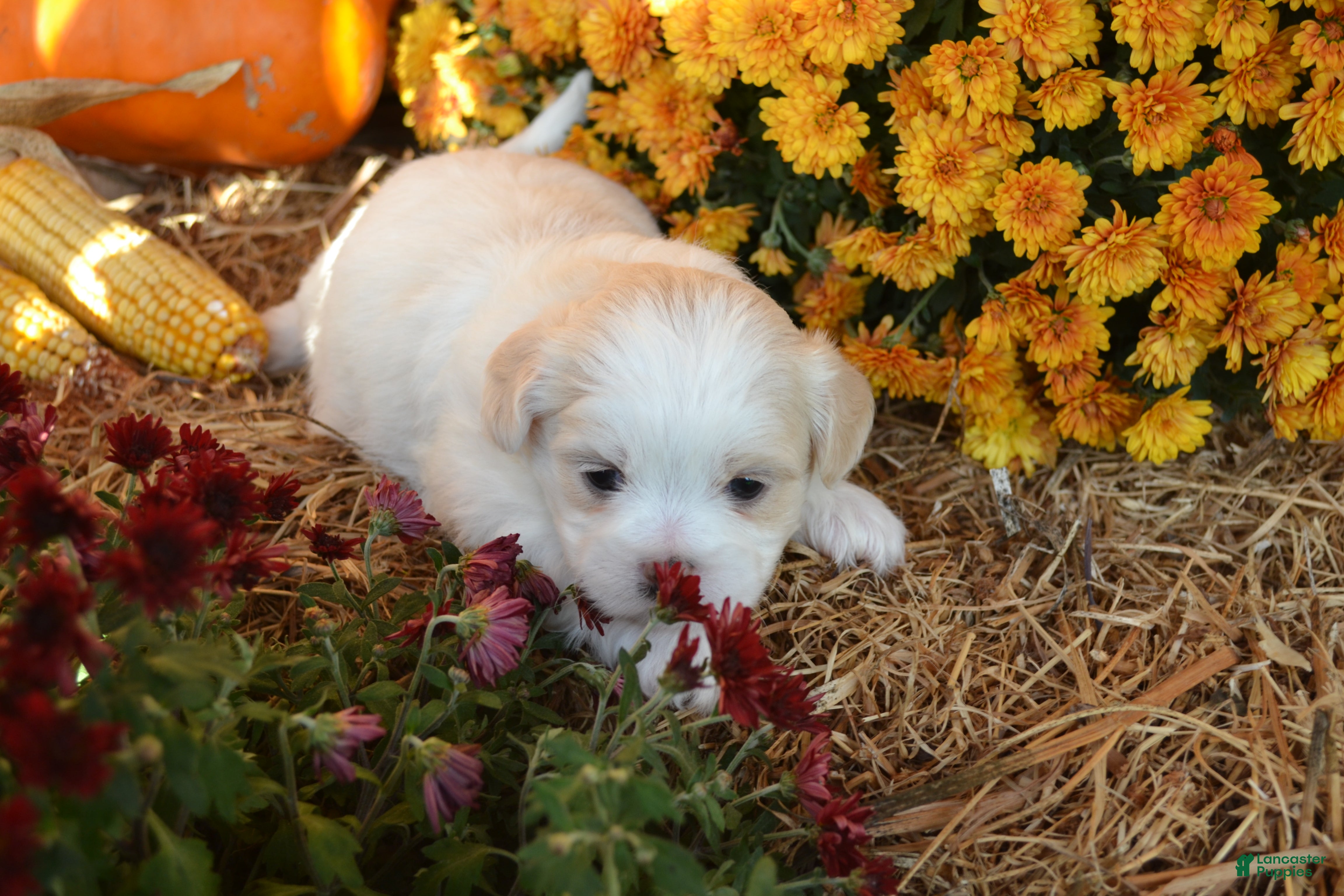 Malshi dogs for sale: Skye - Ad 1