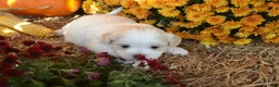 Malshi dogs for sale: Skye - Ad 1
