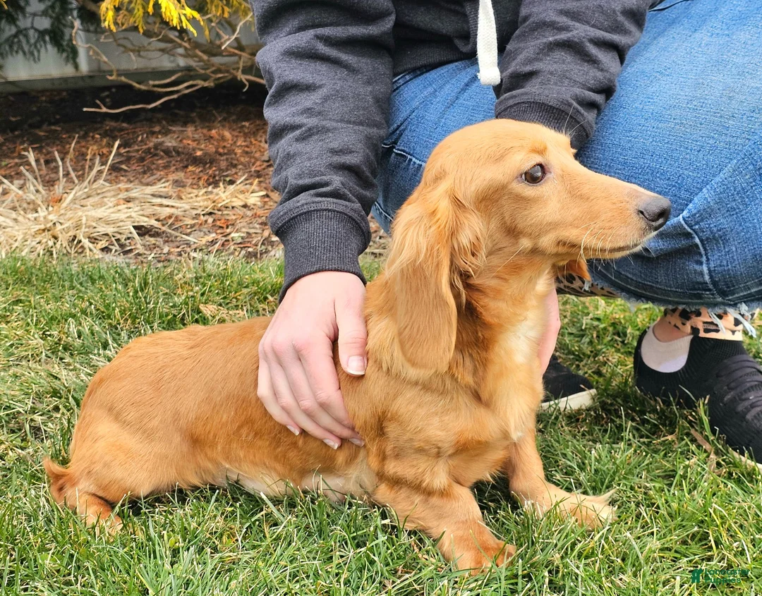 Miniature Dachshund dogs for sale: Louie  - Ad 6